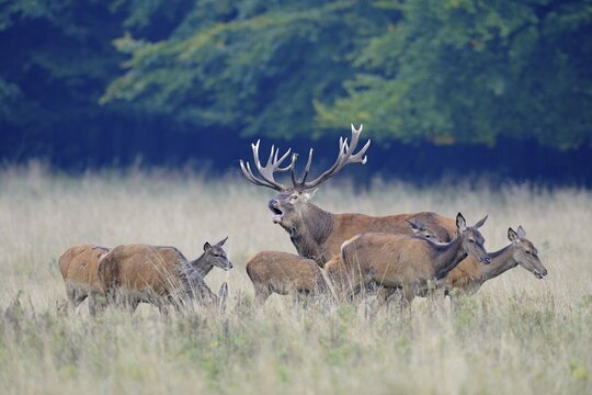 Rd Deer (Cervus elaphus), herd, Jaegersborg, Copenhagen, Denmark