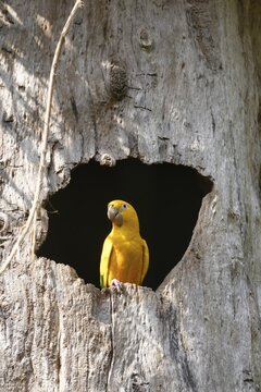 Golden parakeet or golden conure (Guaruba guarouba) in a tree hole, Iguazu National Park, Parana State, Brazil