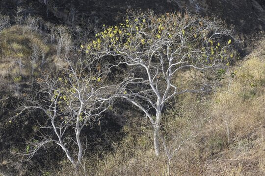 Palo Santo tree (Bursera graveolens), Isla de San Cristobal, Galapagos Islands, Ecuador
