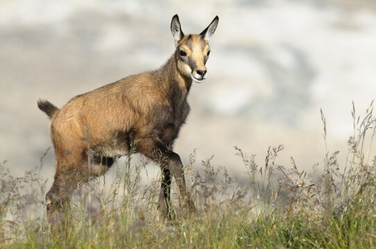 Gaemskitz (Rupicapra rupicapra) at the age of about eight weeks