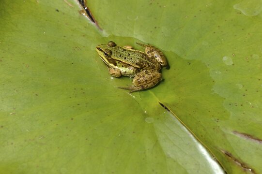 Water frog (Pelophylax esculentus or Rana esculenta), perched on lily pad, Zug, Switzerland, Europe