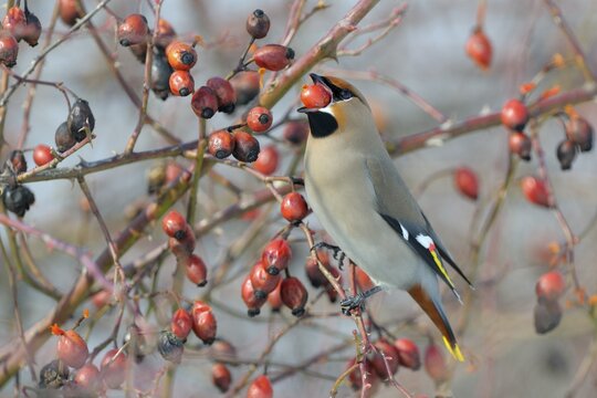 Bohemian Waxwing (Bombycilla garrulus) on a Dog Rose (Rosa canina) while eating a rose hip, Swabian Alb biosphere reserve, Baden-W&uuml;rttemberg, Germany