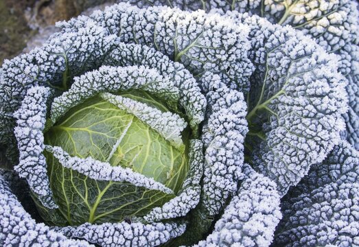 Savoy cabbage with hoarfrost, Hesse, Germany