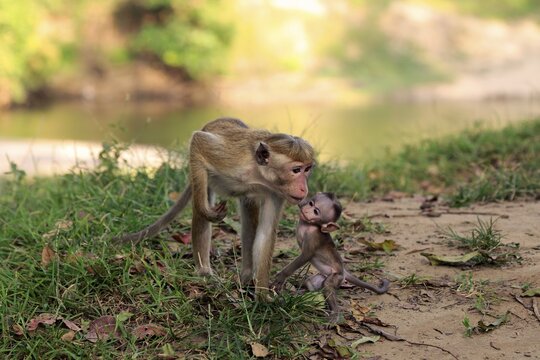 Toque macaque (Macaca sinica), mother with young, female with young, Yala National Park, Sri Lanka