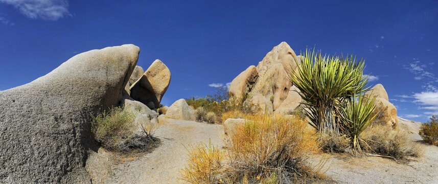 Huge granite rocks of Split Rocks and green Mojave Yucca or Spanish Dagger (Yucca schidigera), Joshua Tree National Park, Desert Center, California, USA