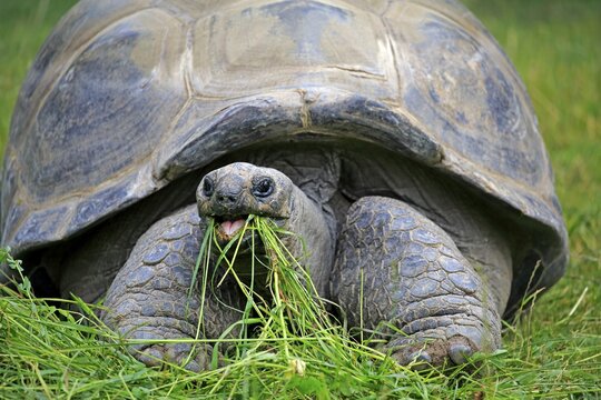 Aldabra Giant Tortoise (Aldabrachelys gigantea), adult, feeding, Seychelles
