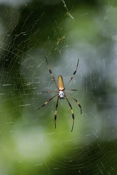 Golden Silk Orb-weavers Spider (Nephila), Rio Ochos, Jamaica, Caribbean, Central America