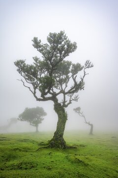 Stinkwood (Ocotea foetens) overgrown with moss and plants in the mist, Old laurel forest, Stink laurel, Laurisilva, UNESCO World Heritage Site, Fanal, Madeira, Portugal