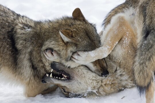 Two fighting wolves (Canis lupus) in the snow, captive, Germany