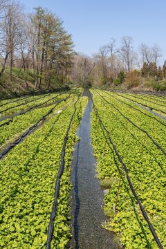Rows of Wasabi plants in water, Wasabi cultivation, Daio Wasabi Farm, Nagano, Japan