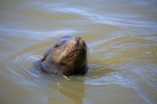 California sea lion (Zalophus californianus), adult, animal portrait in water, floating, Elkhorn Slough, Monterey, California, North America, USA