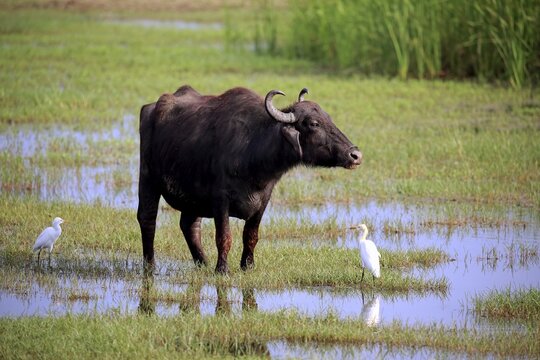 Water buffalo (Bubalis bubalis), adult in shallow water with cattle egrets (Bubulcus ibis), Bundala National Park, Sri Lanka