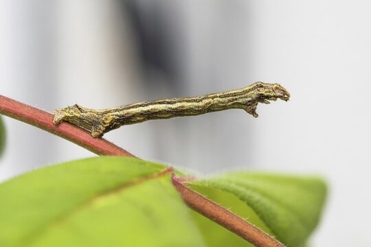 Engrailed (moth) (Ectropis crepuscularia), caterpillar, on twig of bee tree, honey ash (Tetradium daniellii var. hupehensis), mimesis, Hesse, Germany