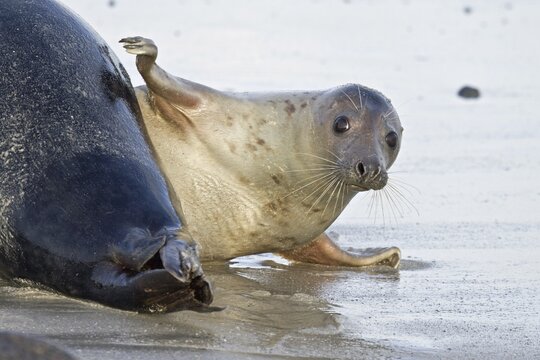 Grey Seal (Halichoerus grypus), female slapping fin on a male seal's rear, Helgoland, Schleswig-Holstein, Germany