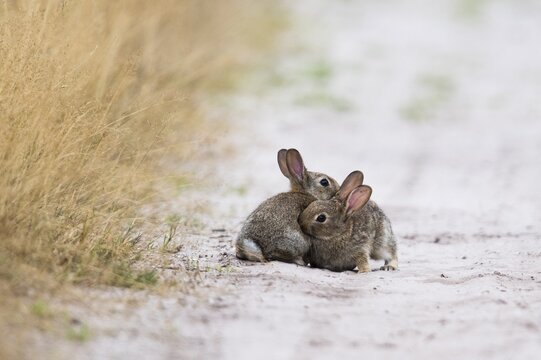 European rabbits (Oryctolagus cuniculus), playing, Emsland, Lower Saxony, Germany