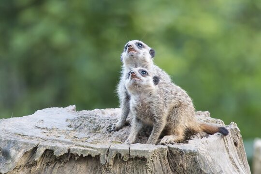 Two Meerkats (Suricata suricatta), young, looking up, captive