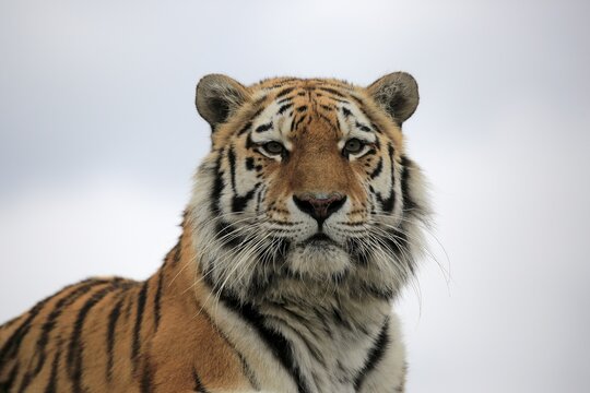 Bengal tiger (Panthera tigris tigris), adult, looking out, animal portrait, captive, England, United Kingdom