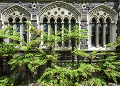 Old neo-Gothic main building, University of Otago, with tree ferns (Cyatheales), Dunedin, Otago region, New Zealand