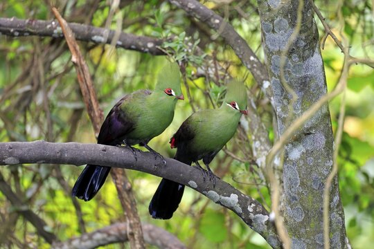 Guinea Turacos (Tauraco persa), adult on tree, native to Africa, captive