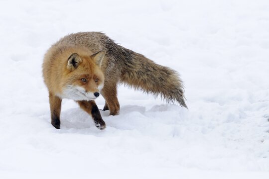 Red fox (Vulpes vulpes), in rut