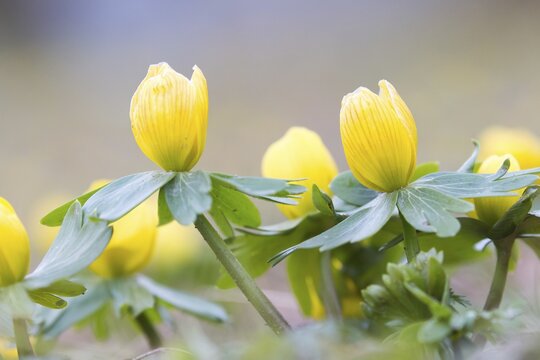 Winter Aconite (Eranthis hyemalis)
