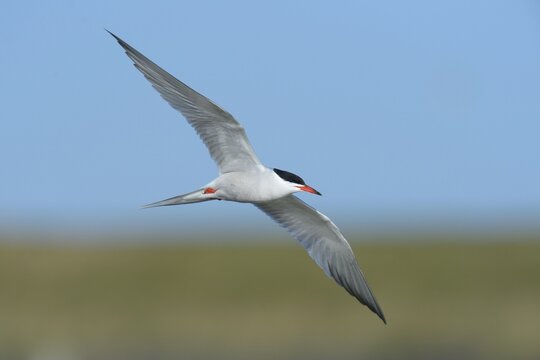 Common Tern (Sterna hirundo) in flight, Wagejot nature reserve, Texel, West Frisian Islands, province of North Holland, The Netherlands