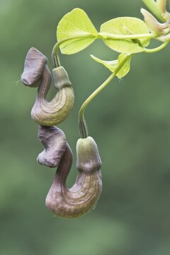 Dutchman's pipe (Aristolochia macrophylla), flowers, Emsland, Lower Saxony, Germany