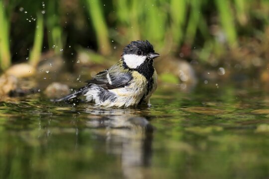 Great tit (Parus major), adult, bathing, in water, garden pond, Rhineland-Palatinate, Germany