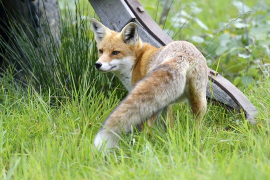 Red Fox (Vulpes vulpes), Canton of Zurich, Switzerland