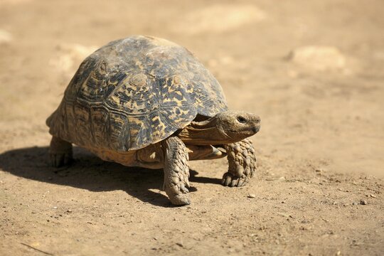 Leopard Tortoise (Testudo pardalis), adult, Addo Elephant National Park, Eastern Cape, South Africa