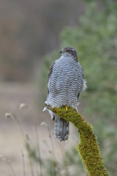 Northern Goshawk (Accipiter gentilis), adult female, on perch, Swabian Alb Biosphere Reserve, Baden-W&uuml;rttemberg, Germany