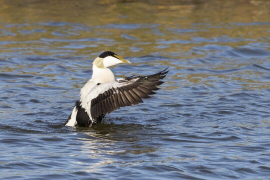 Common eider (Somateria mollissima), drake, Hesse, Germany