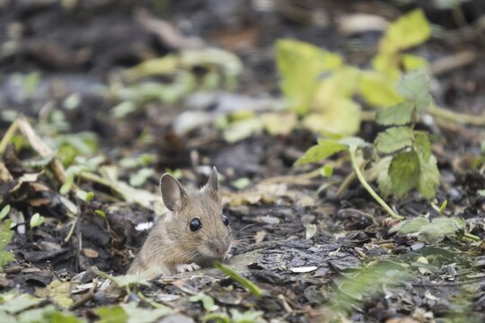 Wood mouse (Apodemus sylvaticus) looks out of the den, Hesse, Germany