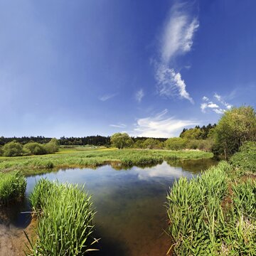 The Anlauter River, blocked by a beaver dam near Emsing in the Altmuehltal Valley Nature Park, Bavaria, Germany, Europe
