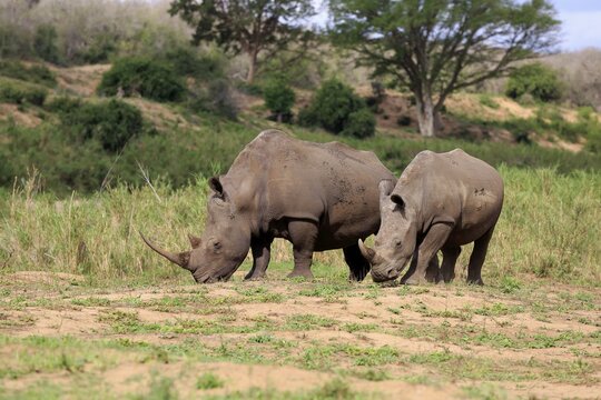 White rhinoceroses (Ceratotherium simum), dam with young animal, feeding, foraging, Hluhluwe-iMfolozi National Park, KwaZulu Natal, South Africa