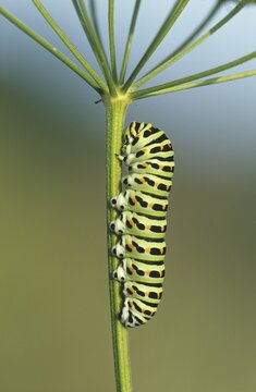 Swallowtail (Papilio machaon) on fodder plant