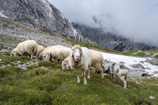 Flock of sheep on mountain meadow, rocky peaks in the background covered in clouds, Frauenalpl, hiking trail to Meilerh&uuml;tte, Wetterstein Mountains, Bavaria, Germany