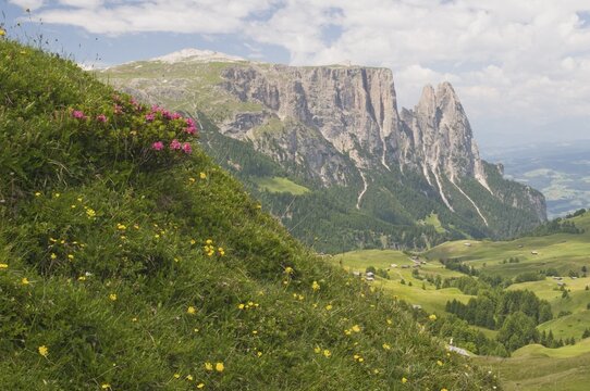 Alpenrose, Snow-rose (Rhododendron ferrugineum) in front of Schlern mountain, Seiser Alm, Dolomites, South Tyrol, Italy, Europe