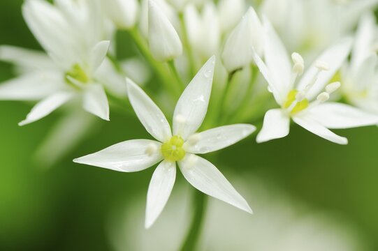 Wild Garlic blossoms (Allium ursinum)