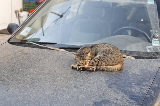 Cat sleeping on the hood of a dirty car in Myrtos, Crete, Greece, Europe