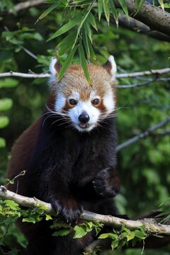 Western Red Panda (Ailurus fulgens fulgens), adult, on a tree, Asia