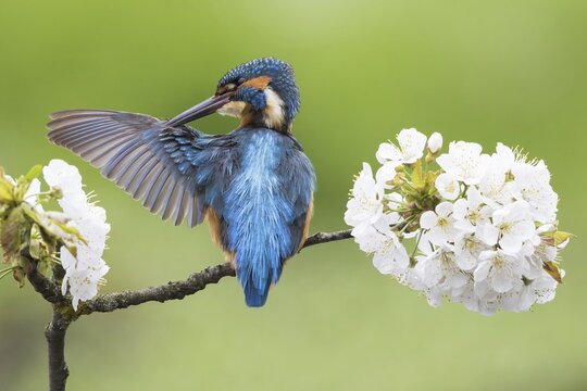 Common kingfisher (Alcedo atthis) with extended wing, plumage care on a flowering branch, wild cherry (Prunus avium), Hesse, Germany