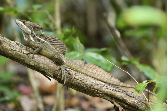 Common Basilisk (Basiliscus basiliscus), male, perched on branch, Manuel Antonio National Park, Costa Rica, Central America