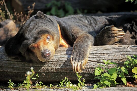 Sun bear (Helarctos malayanus), adult, resting on tree trunk, captive, Switzerland