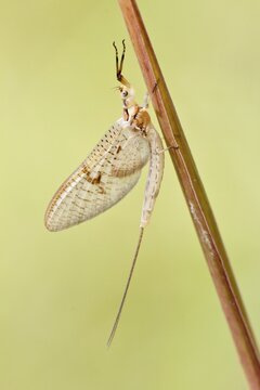 Mayfly (Ephemeroptera) on blade of grass, North Hesse, Hesse, Germany