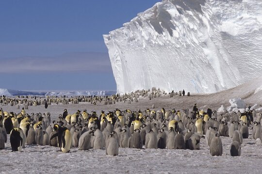 Emperor penguin (Aptenodytes forsteri) colony in front of iceberg, Drescher Inlet Iceport, Weddell Sea, Antarctica