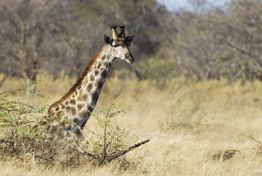 Southern Giraffe (Giraffa camelopardalis giraffa), resting male, Okavango Delta, Moremi Game Reserve, Botswana