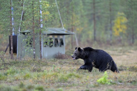 Brown Bear (Ursus arctos) in the autumnally coloured taiga or boreal forest, border area to Russia, Kuhmo, Karelia, Finland