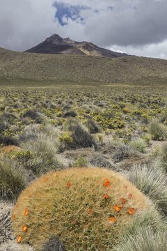 Maihueniopsis cactus (Maihueniopsis colorea), flowering, Arica y Parinacota Region, Chile