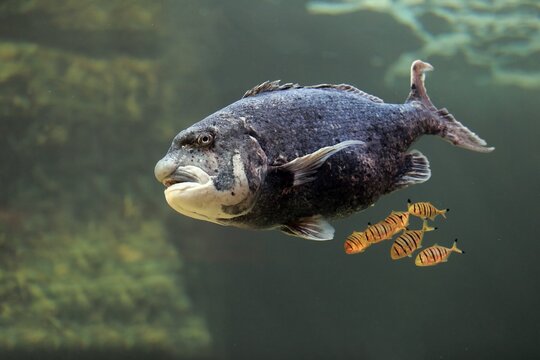 Black musselcracker (Cymatoceps nasutus ), adult, swimming, in water, captive, Cape Town, South Africa